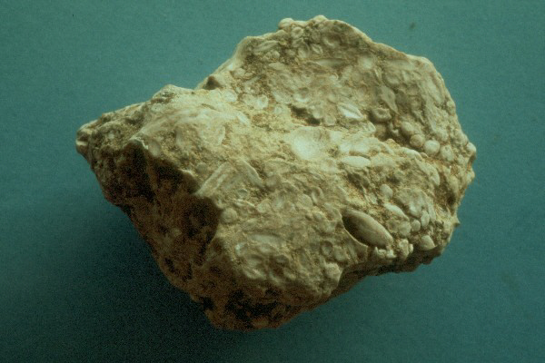 CALIZA DE NUMMULITES