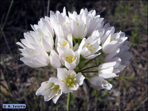 Allium roseum