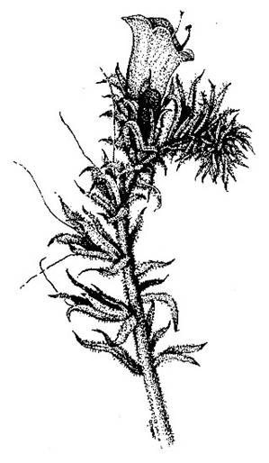 Echium sabulicola