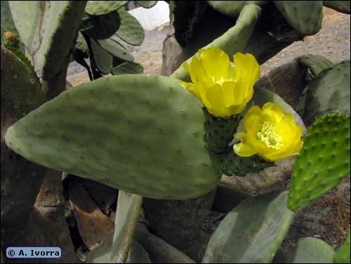 Opuntia   ficus - indica