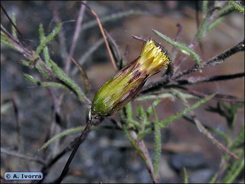 Leysera leyseroides