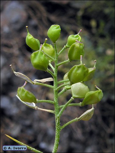 Hormatophylla spinosa