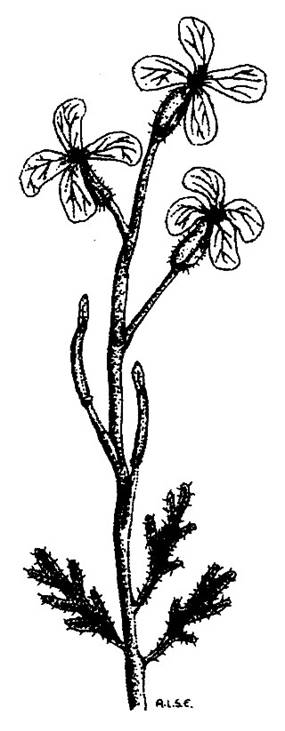 Euzomodendron bourgaeanum