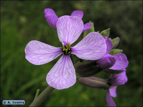 Moricandia  arvensis