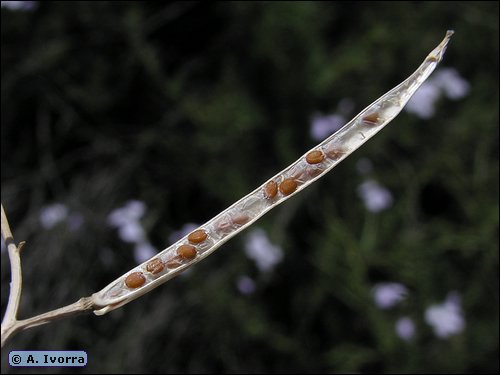Moricandia  arvensis