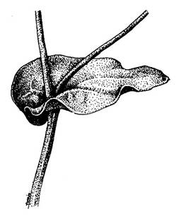 Moricandia  arvensis