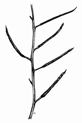 Moricandia  arvensis