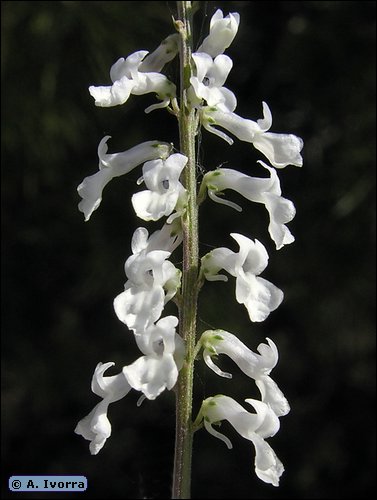 Anarrhinum laxiflorum
