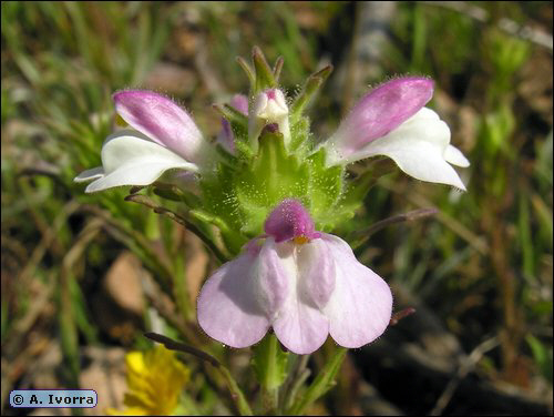 Bellardia trixago