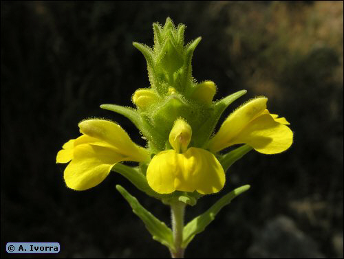 Bellardia trixago