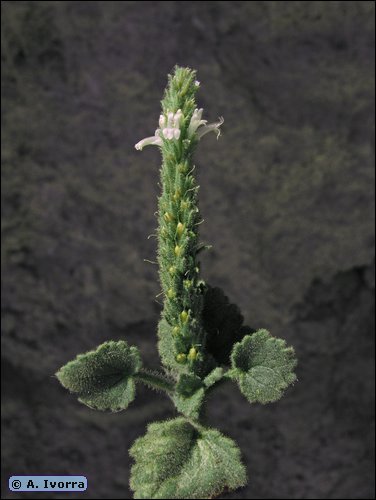 Lafuentea rotundifolia