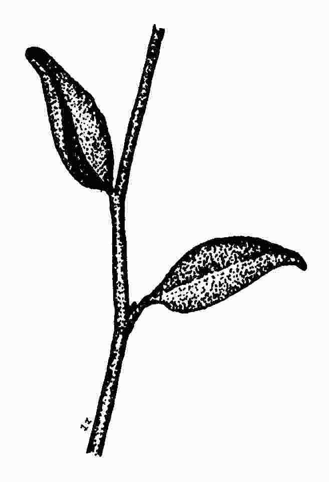 Hojas simples (Anthyllis cytisoides)