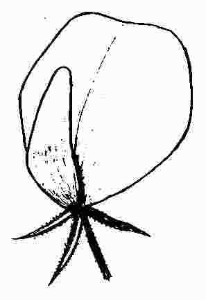 Flor (Ononis natrix)