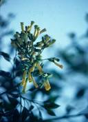Nicotiana glauca
