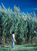 Arundo donax