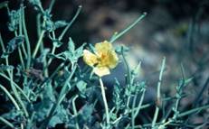 Glaucium flavum