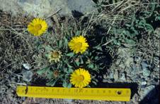Asteriscus maritimus