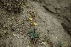 Senecio auricula