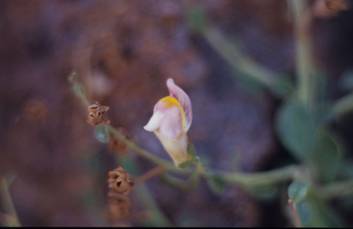 Antirrhinum charidemi