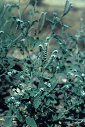 Heliotropium europeaum