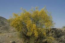 Retama sphaerocarpa