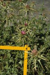 Silybum marianum