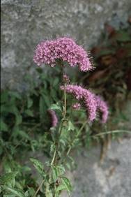 Trachelium caeruleum