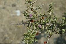 Lycium intricatum