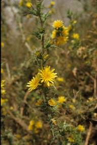 Scolymus hispanicus