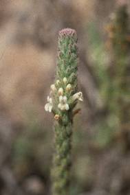 Lafuentea rotundifolia