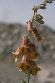 Digitalis obscura