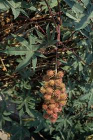 Ricinus communis