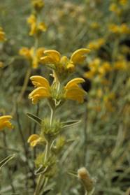 Phlomis lychnitis