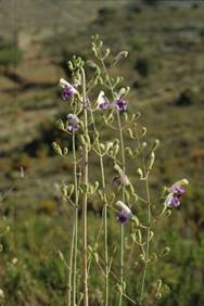 Salvia candelabrum