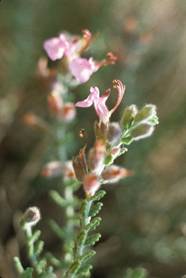 Teucrium intricatum