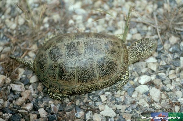 Gal�pago europeo - Emys orbiculata. � Jos� Javier Matamala Garc�a