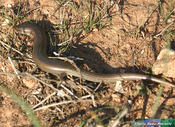 Esliz�n trid�ctilo - Chalcides striatus. � Jos� Javier Matamala Garc�a.