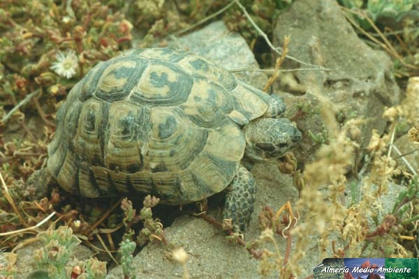 Tortuga mora  - Testudo graeca. � Jos� Javier Matamala Garc�a