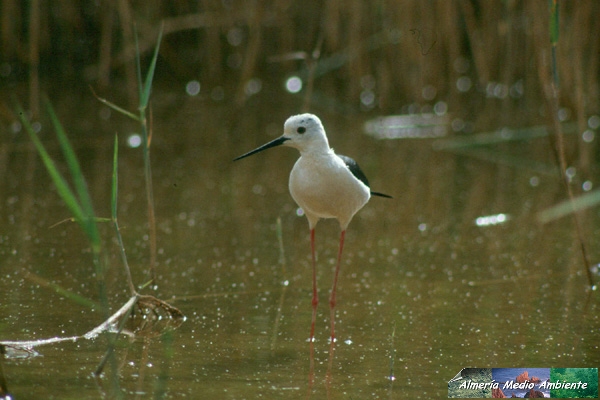 Cigüeñuela común - Himantopus himantopus-. Foto: José Javier Matamala García