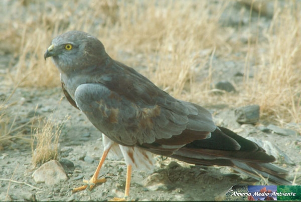 Aguilucho Cenizo. � Jos� Javier Matamala Garc�a.