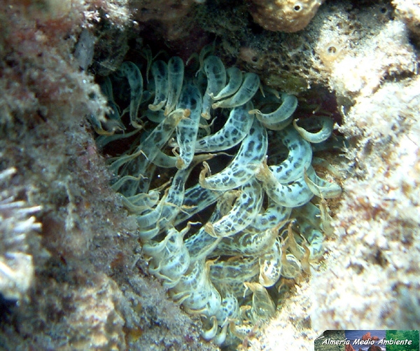 An�mona - Aiptasia mutabilis. � Jos� Javier Matamala Garc�a.
