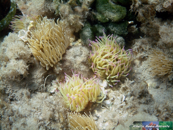 An�mona - Anemonia sulcata. � Jos� Javier Matamala Garc�a.
