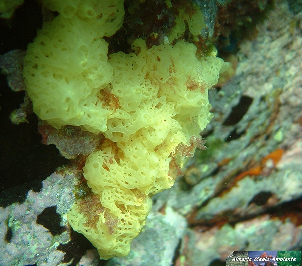Calciesponja - Clathrina. � Jos� Javier Matamala Garc�a.