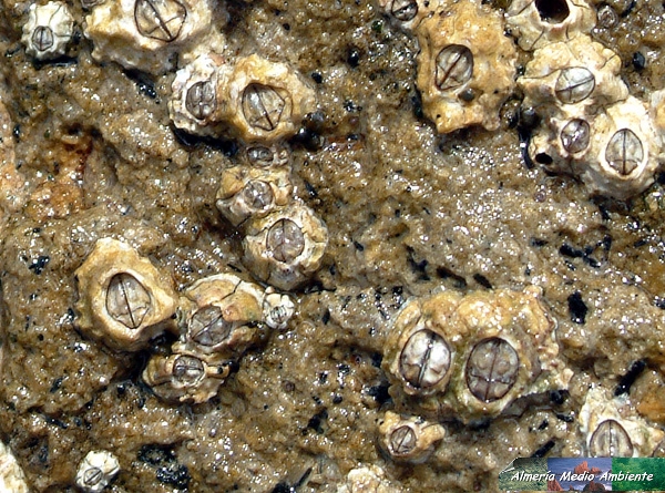 Cirr�pedo - Chtamalus stellatus -. � Jos� Javier Matamala Garc�a.
