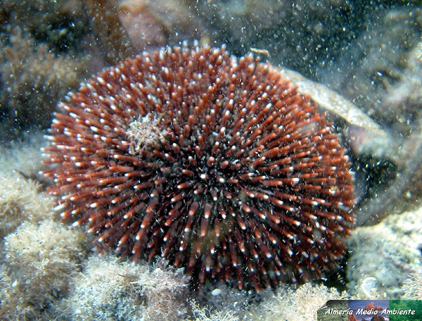 Erizo de mar - Sphaerechinus granularis. � Jos� Javier Matamala Garc�a.