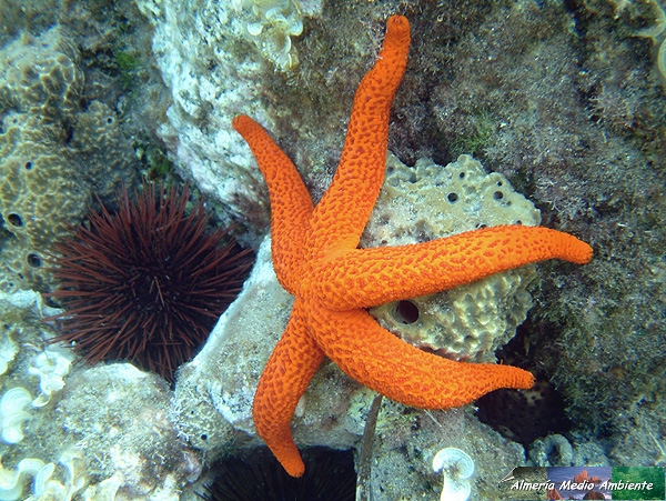 Estrella - Echinaster sepositus. � Jos� Javier Matamala Garc�a.