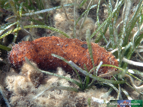 Holoturia - Holothuria forskali-. � Jos� Javier Matamala Garc�a.