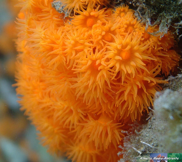 Madr�pora - Astroides. � Jos� Javier Matamala Garc�a.