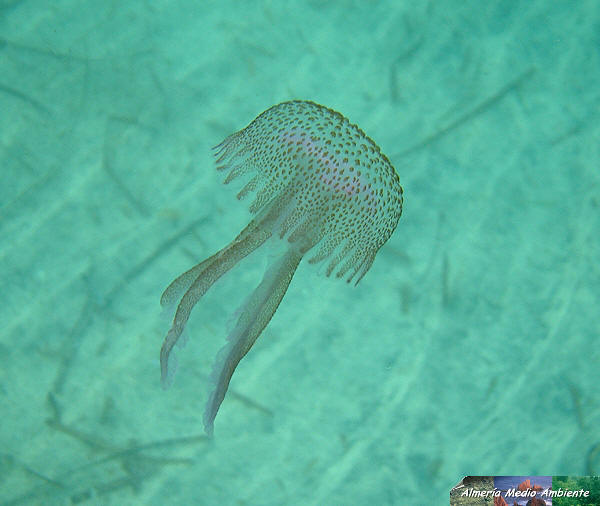 Acacefalo luniniscente - Pelagia nocticula © J J Matamala