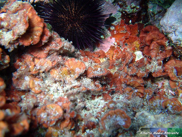 Peyssonnelia sp. � Jos� Javier Matamala Garc�a.
